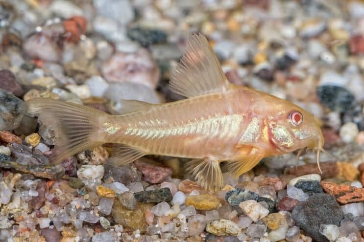 Albino Cory Monni