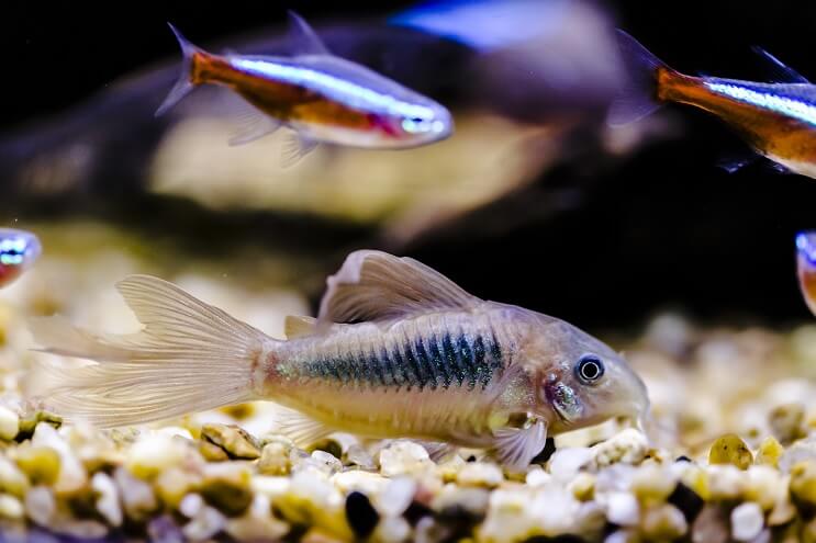 Cory Tank Mates