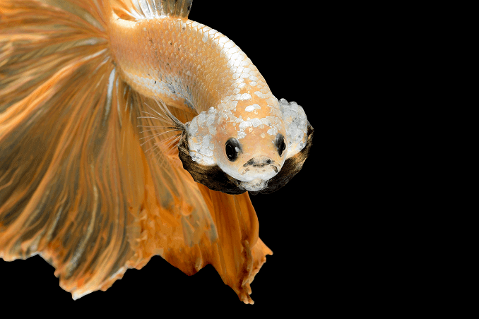 Crowntail Betta Ulkonäkö