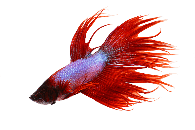 Käyttäytyminen Crowntail Betta