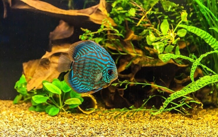 Discus kala säiliössä