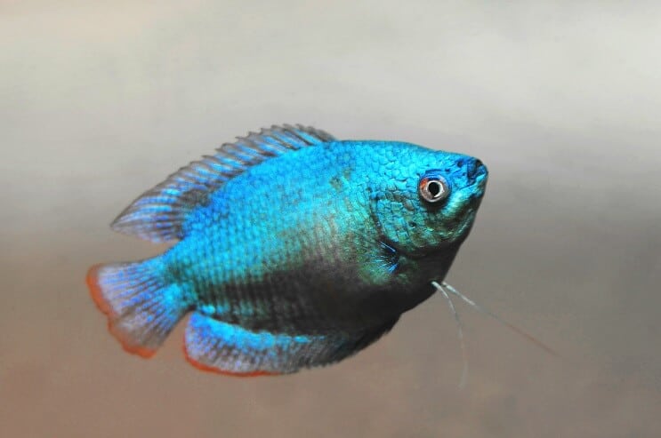 Kääpiö Gourami Ulkonäkö