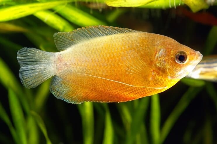 Hunaja kääpiö Gourami