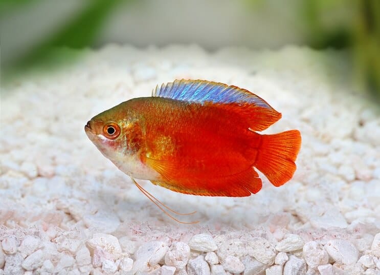 Liekkikääpiö Gourami