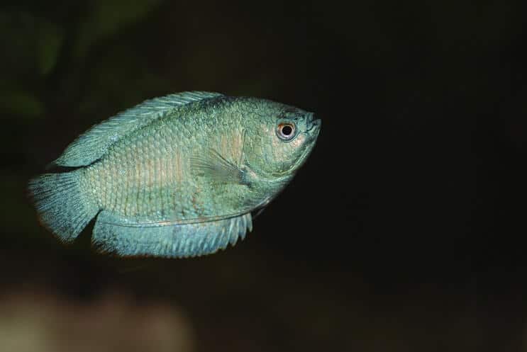 Kääpiö Gourami Uinti