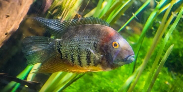 Nauhallinen Cichlid