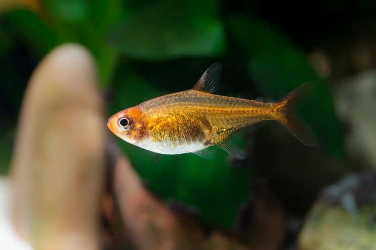 Ember Tetra Ulkonäkö