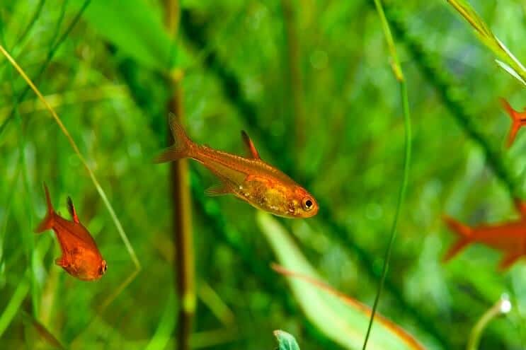 Ember Tetra Uinti
