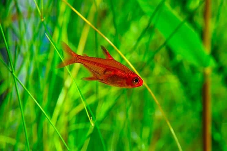 Tuli Tetra