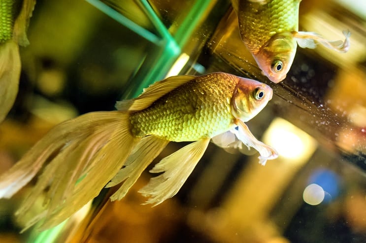 Fantail kultakala