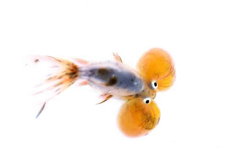 Bubble Eye kultakala