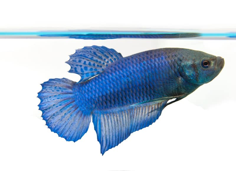 naaras betta kala