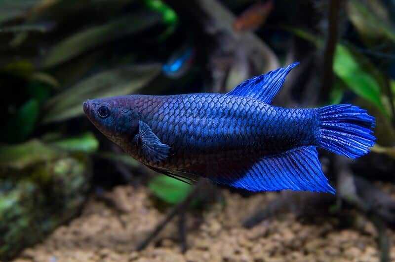 Nainen Betta Fish