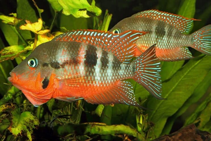 Firemouth Cichlid Mies ja Nainen