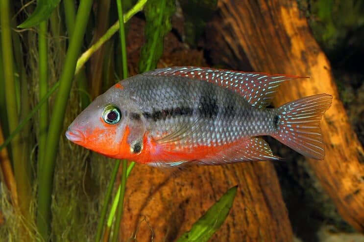 Firemouth Cichlid -uinti