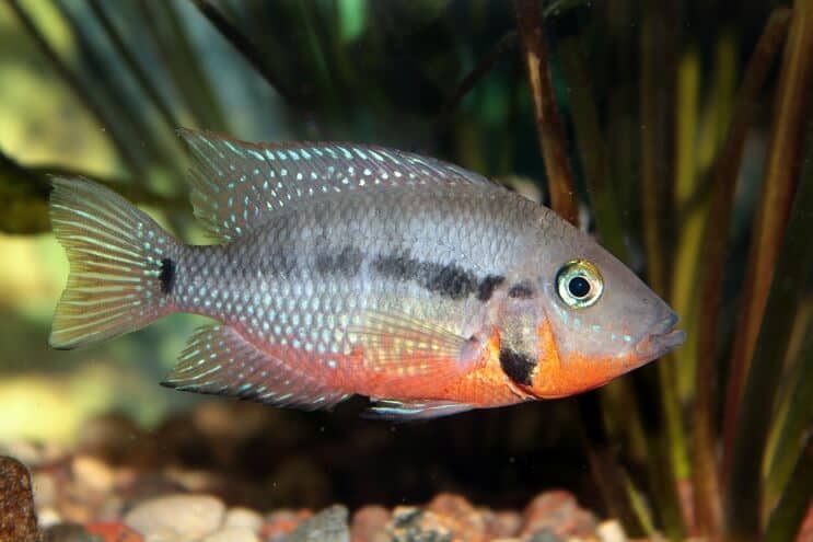 Firemouth Cichlid ruokinta