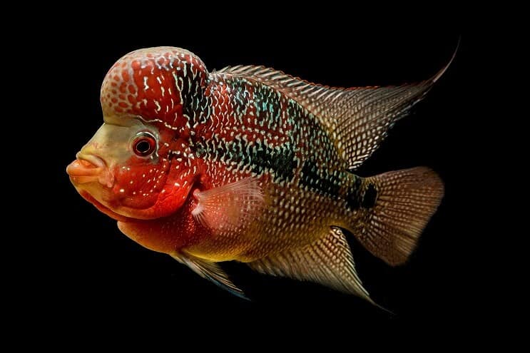 Flowerhorn Cichlid ulkonäkö