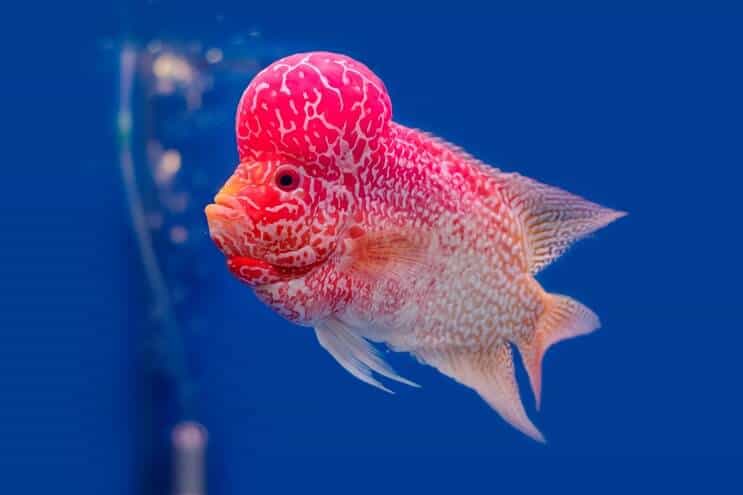 Flowerhorn Cichlid yleiskatsaus