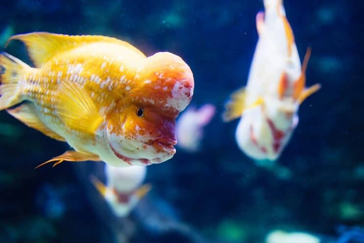 Kukkasarvi Cichlid