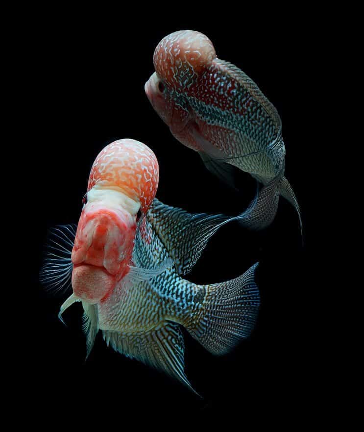 Flowerhorn Cichlid -säiliökumppanit