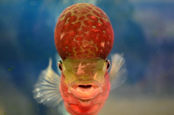Flowerhorn Cichlid edestä