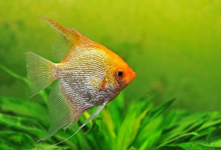 Kulta angelfish