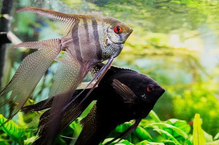 Angelfish-elinympäristö