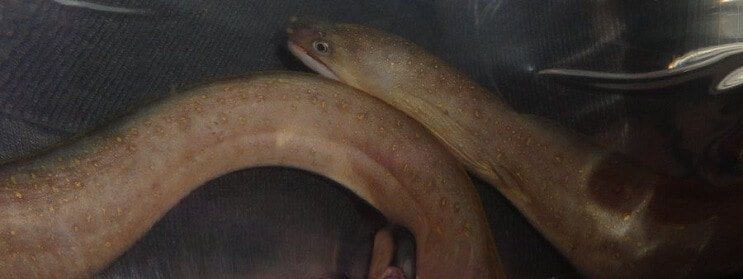 Makeanveden lumihiutale ankerias