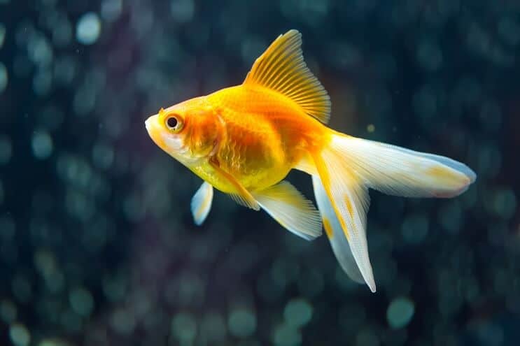 Fantail kultakala