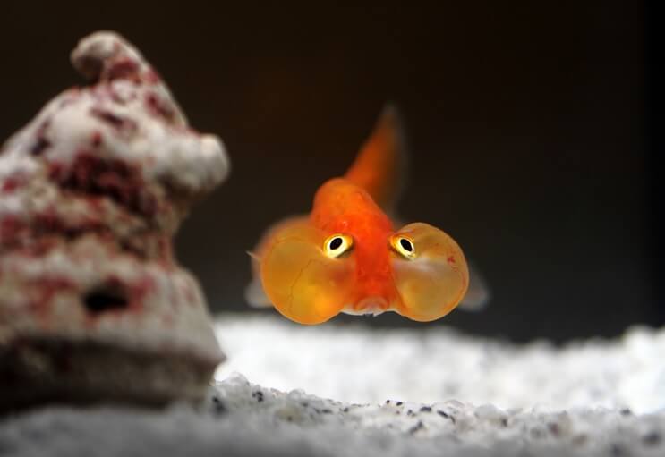 Bubble Eye kultakala