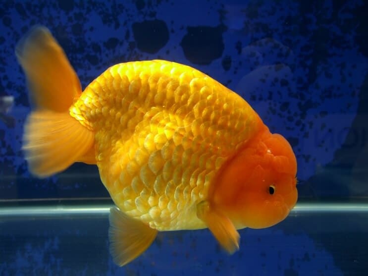 Ranchu kultakala