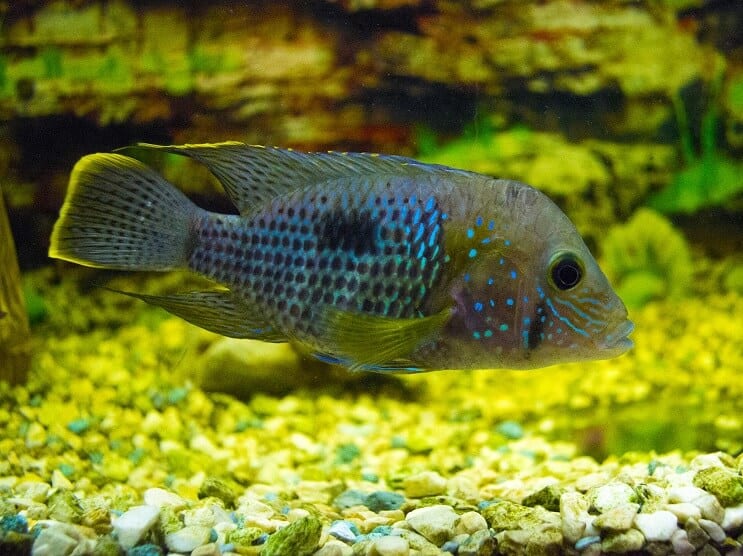 Vihreä kauhu Cichlid