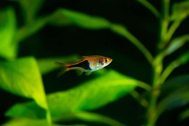 Harlekiini Rasbora
