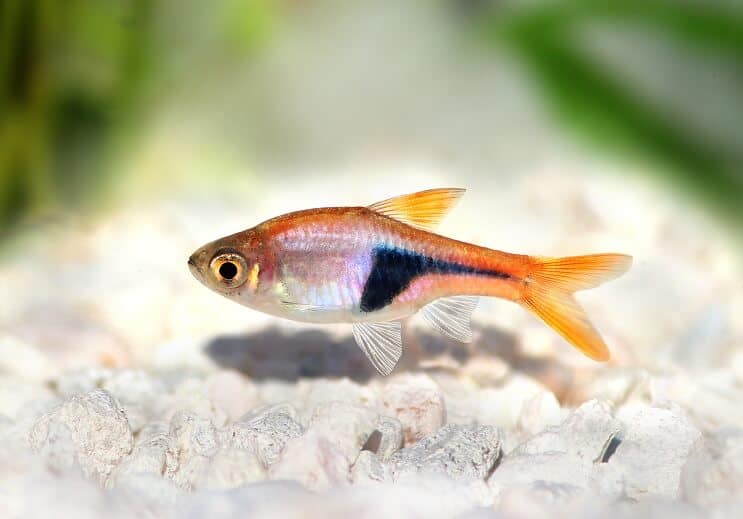 Harlekiini Rasbora Ulkonäkö