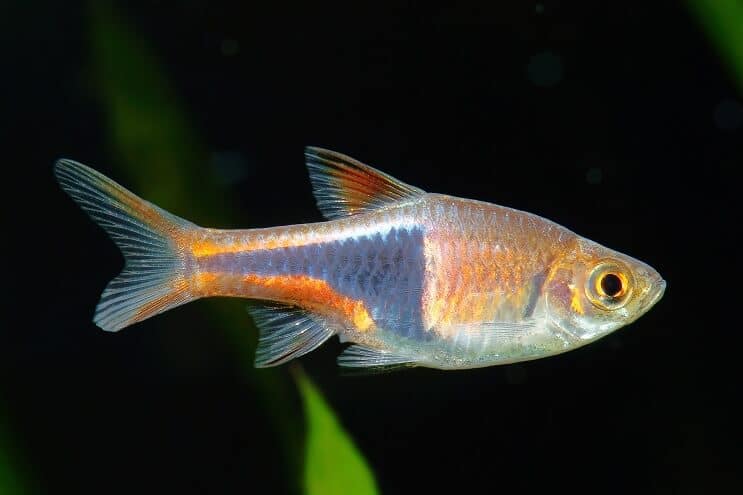 Harlekiini Rasbora Care