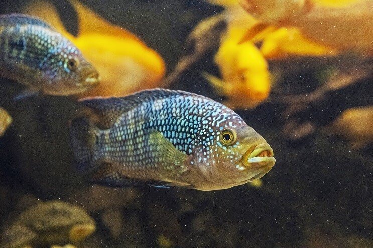 Jack Dempsey Fish ulkonäkö