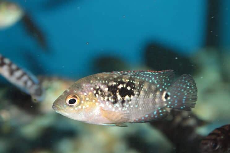 Nuorten Jack Dempsey Fish