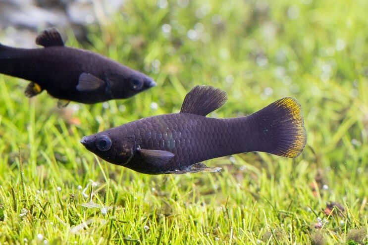 Musta Molly Fish