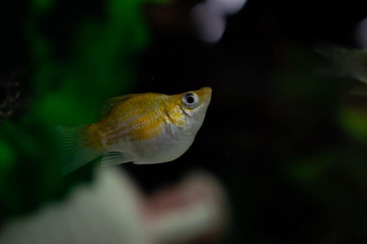 Ilmapallo Molly Fish