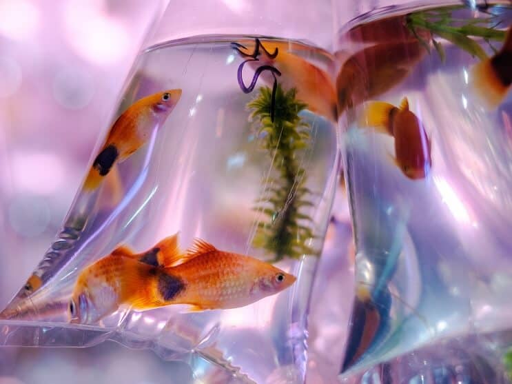 Molly Fish laukussa