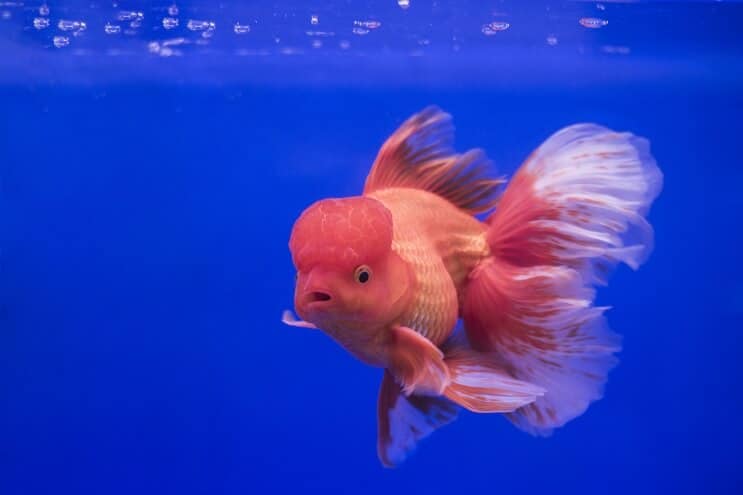 Oranda kultakala