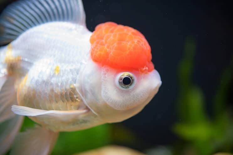 Punainen korkki Oranda kultakala