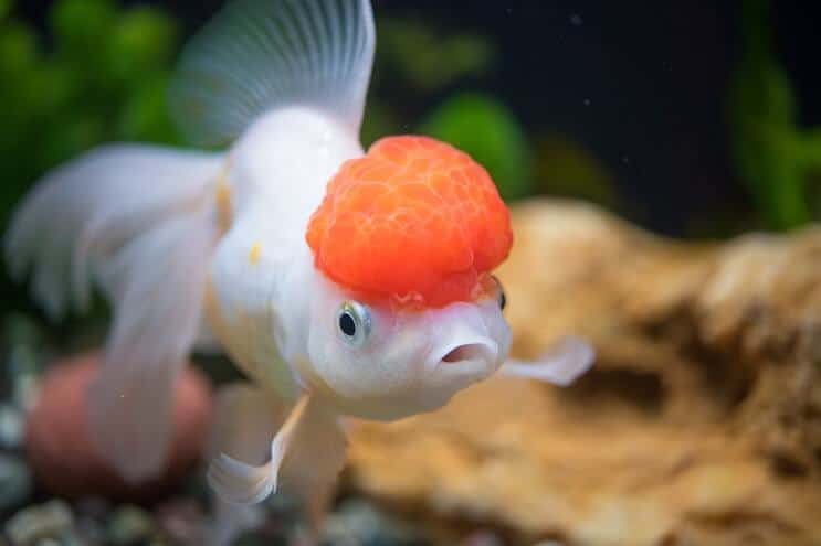 Oranda kultakala hoito
