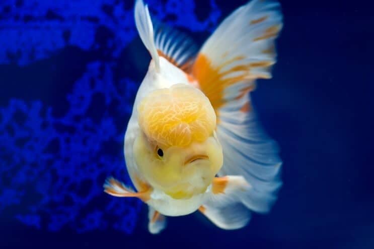 Oranda Kultakala Uinti