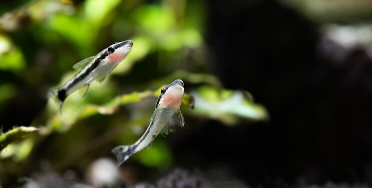 Otocinclus Uinti