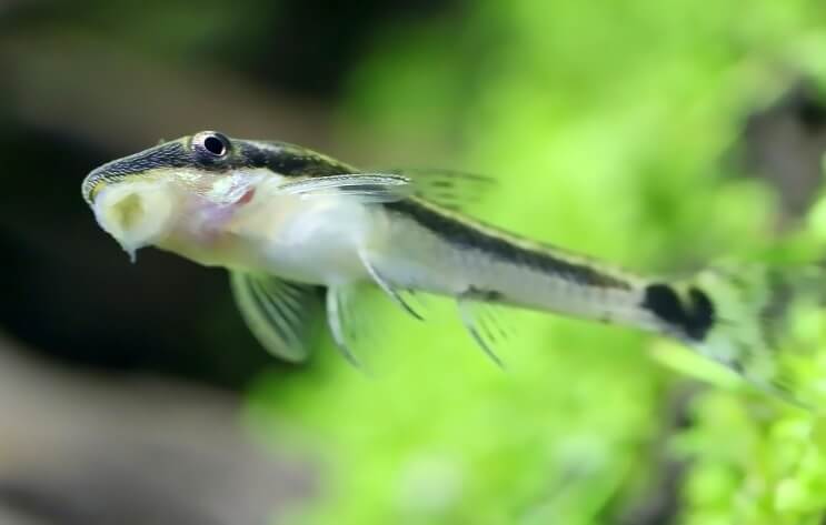 Otocinclus jumissa säiliössä