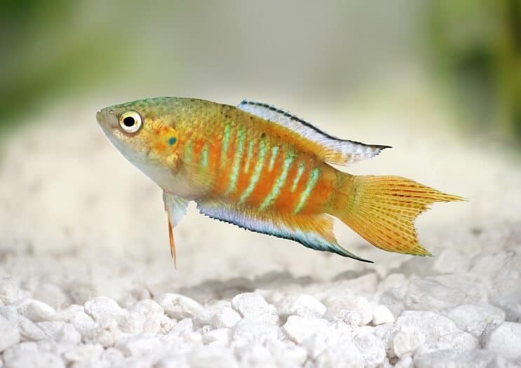 Paratiisikala