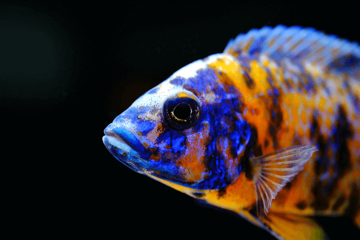 Afrikkalainen cichlid kala värikäs akvaario