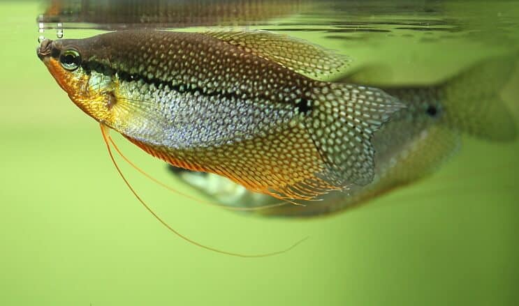 Pearl Gourami Ulkonäkö
