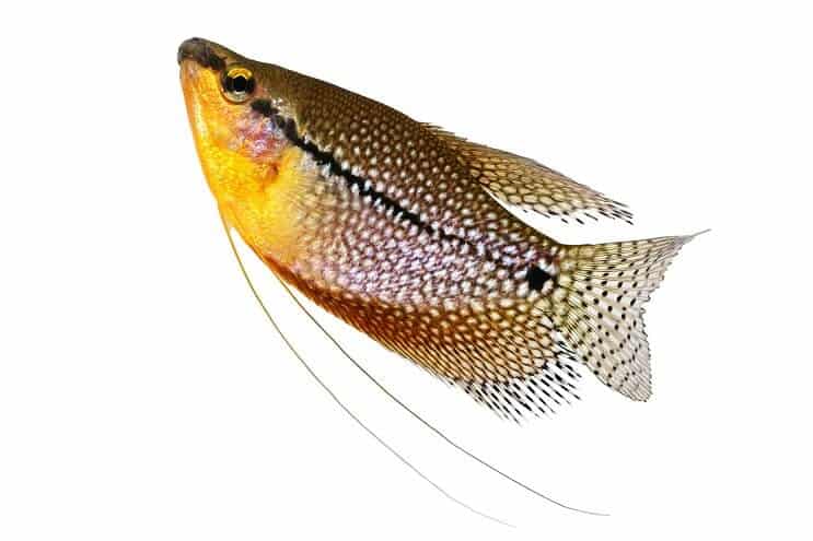 Pearl Gourami lähikuva